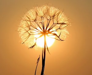 Paardebloem-dandelion-1557110-V1jpg